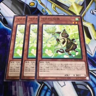 マタタビ仙狸 ノーマル　Hulu 2452