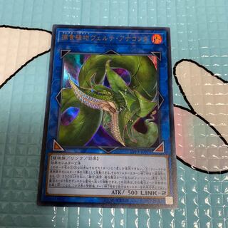 捕食植物ヴェルテ・アナコンダ ウルトラレア