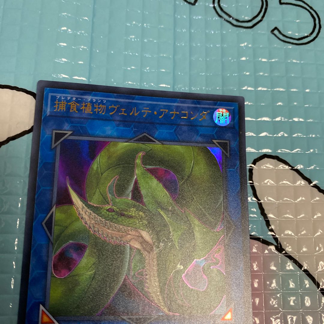 捕食植物ヴェルテ・アナコンダ ウルトラレア