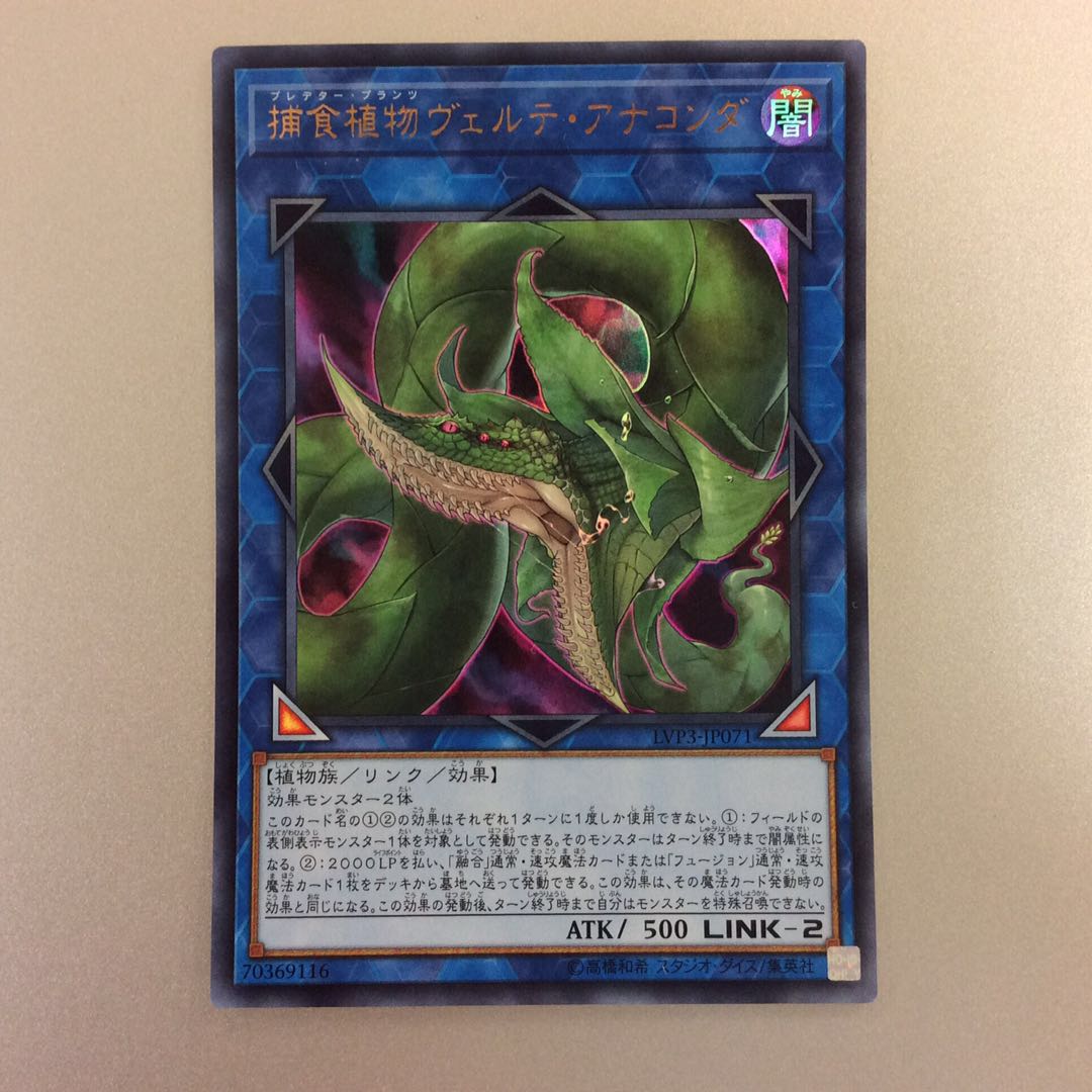 (美品)捕食植物ヴェルテアナコンダ ウルトラレア