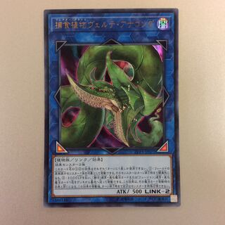 （美品）捕食植物ヴェルテアナコンダ　ウルトラレア