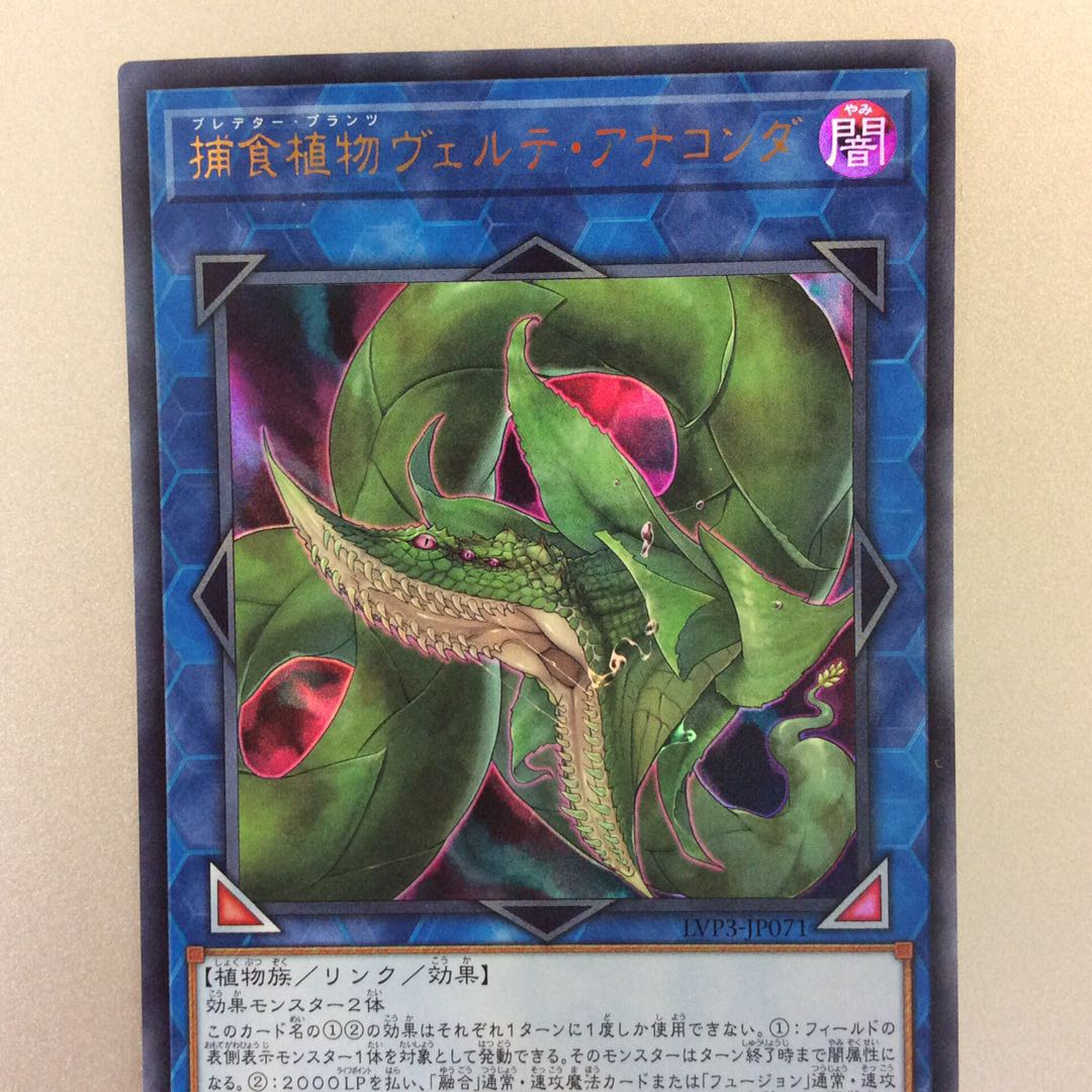 (美品)捕食植物ヴェルテアナコンダ ウルトラレア