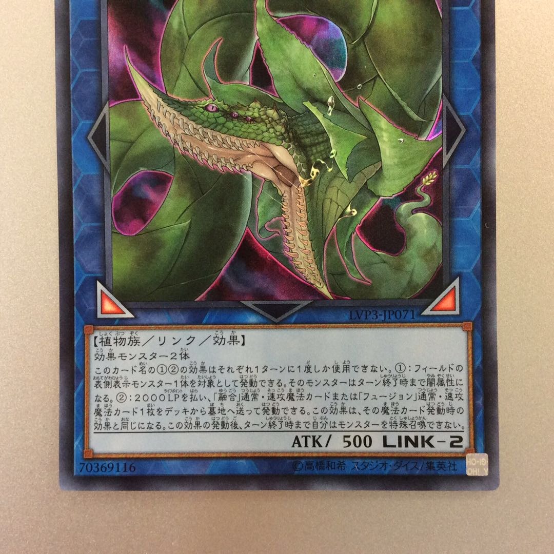 (美品)捕食植物ヴェルテアナコンダ ウルトラレア