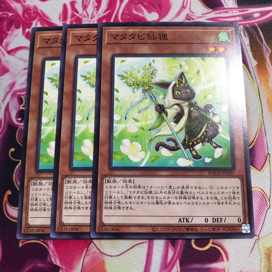 マタタビ仙狸 ノーマル