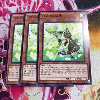 マタタビ仙狸 ノーマル