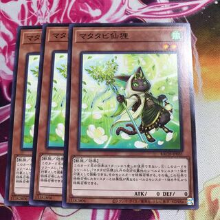 マタタビ仙狸 ノーマル