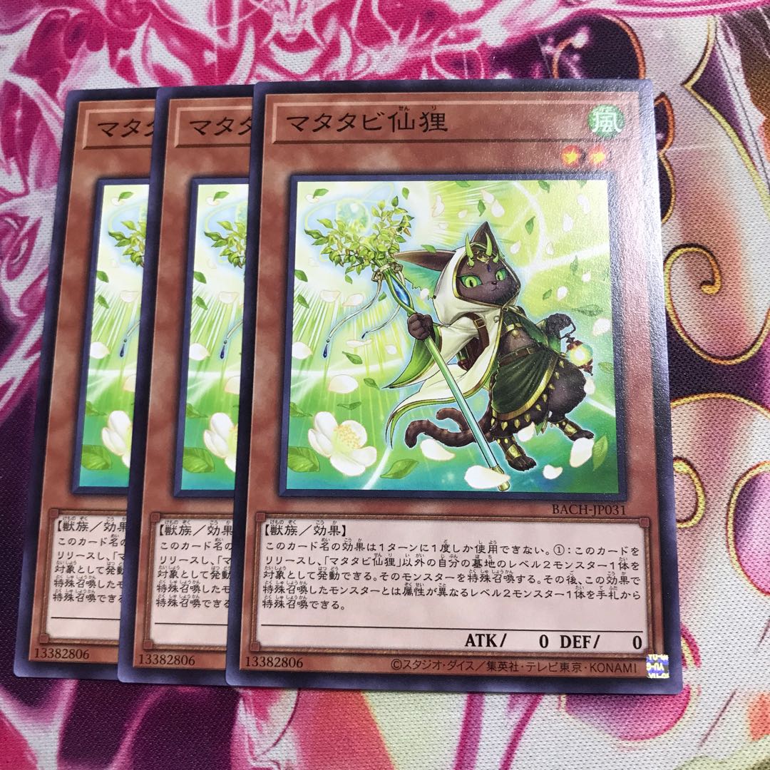 マタタビ仙狸 ノーマル