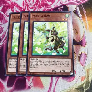 マタタビ仙狸 ノーマル