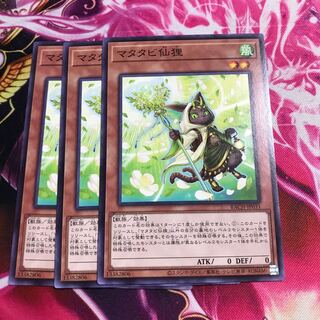 マタタビ仙狸 ノーマル