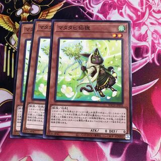 マタタビ仙狸 ノーマル