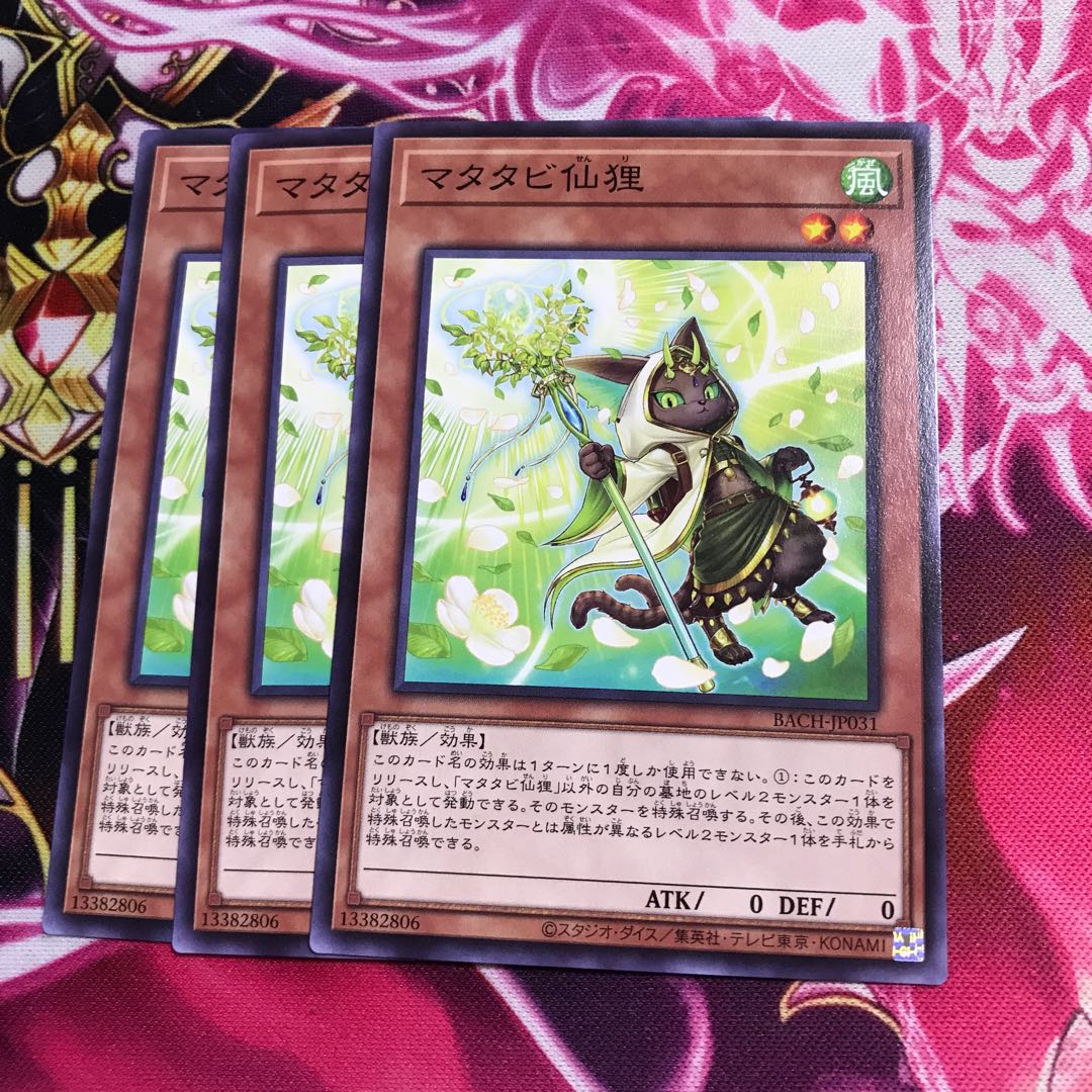 マタタビ仙狸 ノーマル