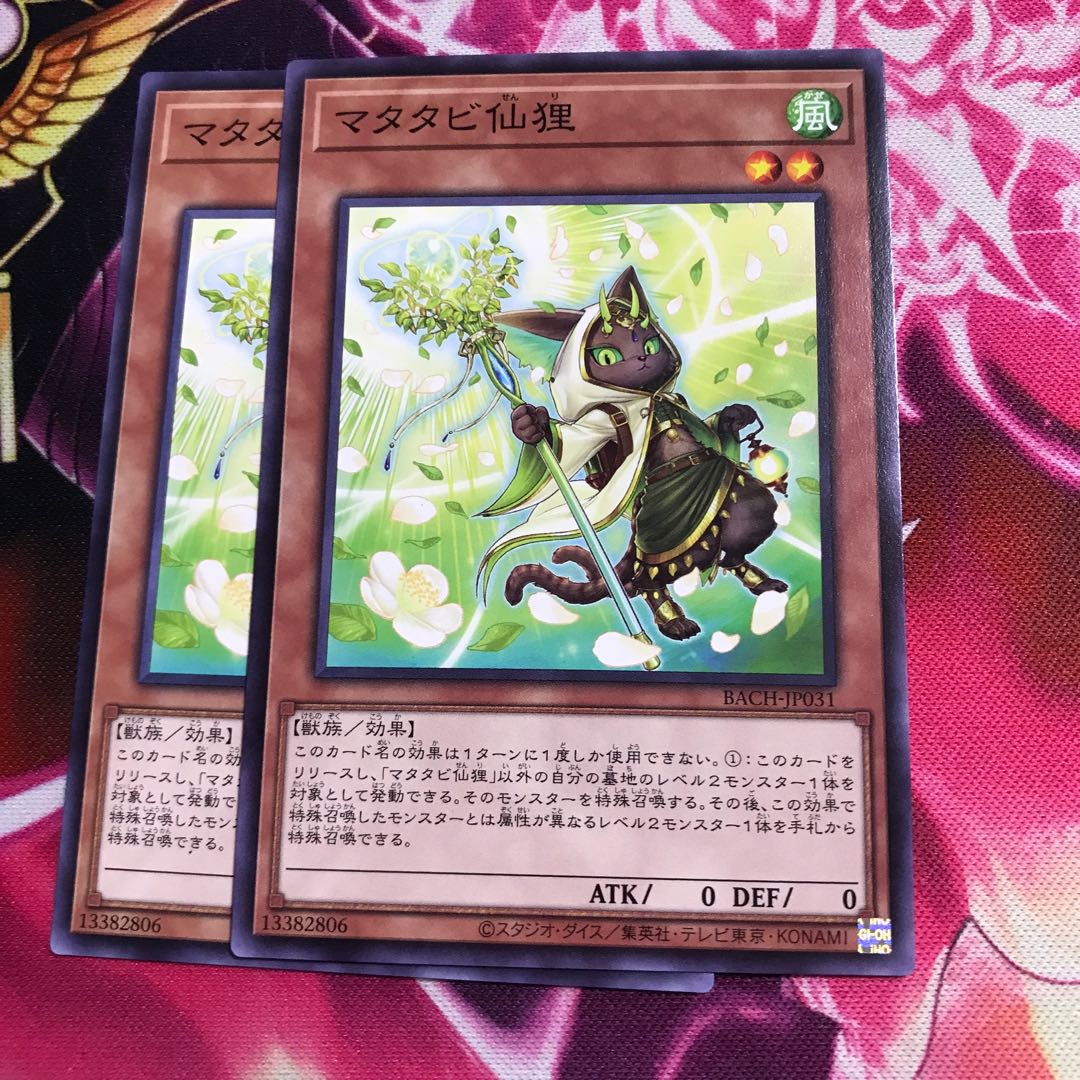 マタタビ仙狸 ノーマル