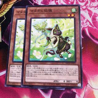 マタタビ仙狸 ノーマル