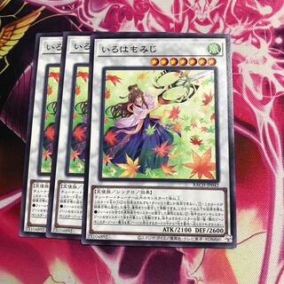 いろはもみじ ノーマル