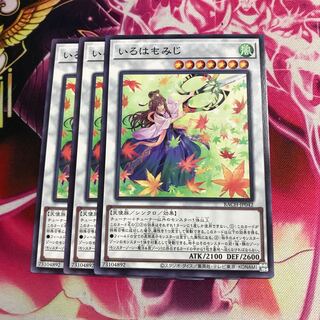 いろはもみじ ノーマル