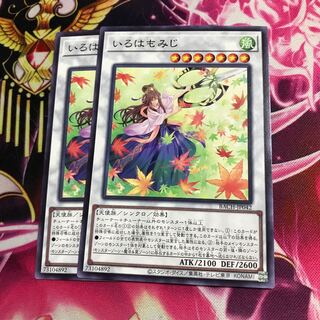 いろはもみじ ノーマル