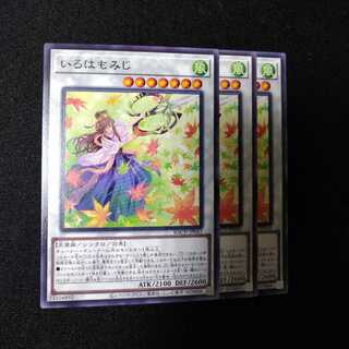 いろはもみじ ノーマル