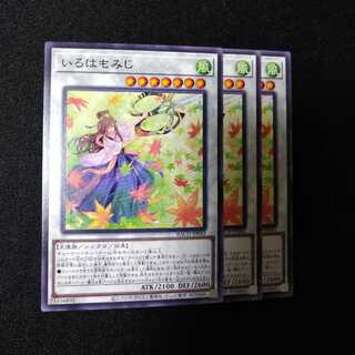 いろはもみじ ノーマル