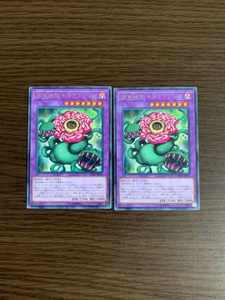 捕食植物キメラフレシア レア　2枚セット