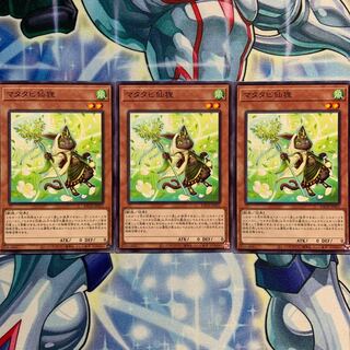 【N】マタタビ仙狸 3枚 BACH-JP031