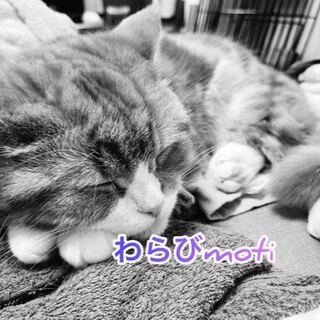 第9回夢オリパ~激アツ1000円オリパ！~ 完売！