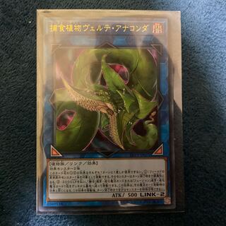 捕食植物ヴェルテ・アナコンダ ウルトラレア