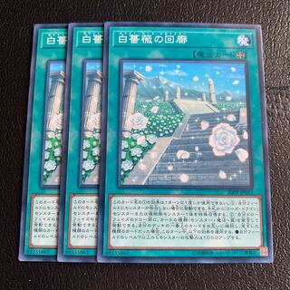 White Rose Cloister Normal