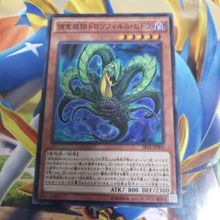 捕食植物ドロソフィルム・ヒドラ スーパーレア