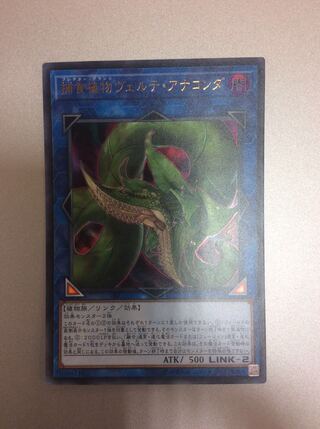 （微キズ）捕食植物ヴェルテ・アナコンダ　ウルトラレア