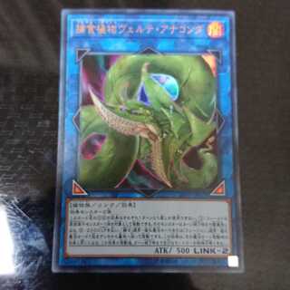 捕食植物ヴェルテ・アナコンダ ウルトラレア