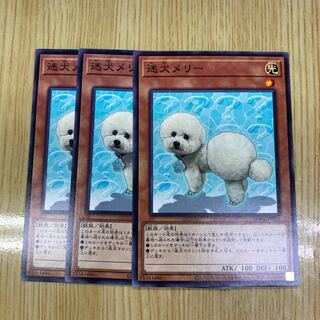 Outstanding Dog Mary Normal Rare