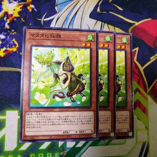 Matatabi sengan 0039