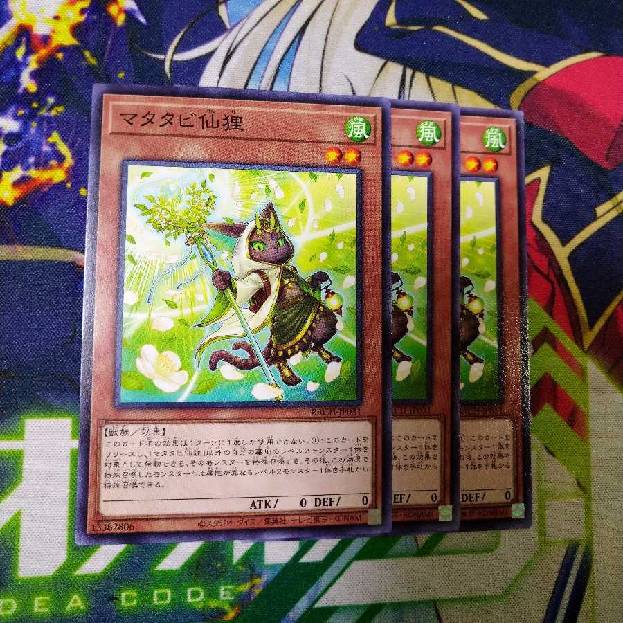 Matatabi sengan 0040