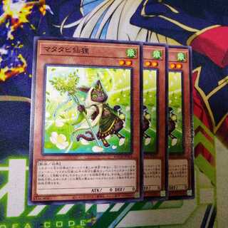 マタタビ仙狸　0041