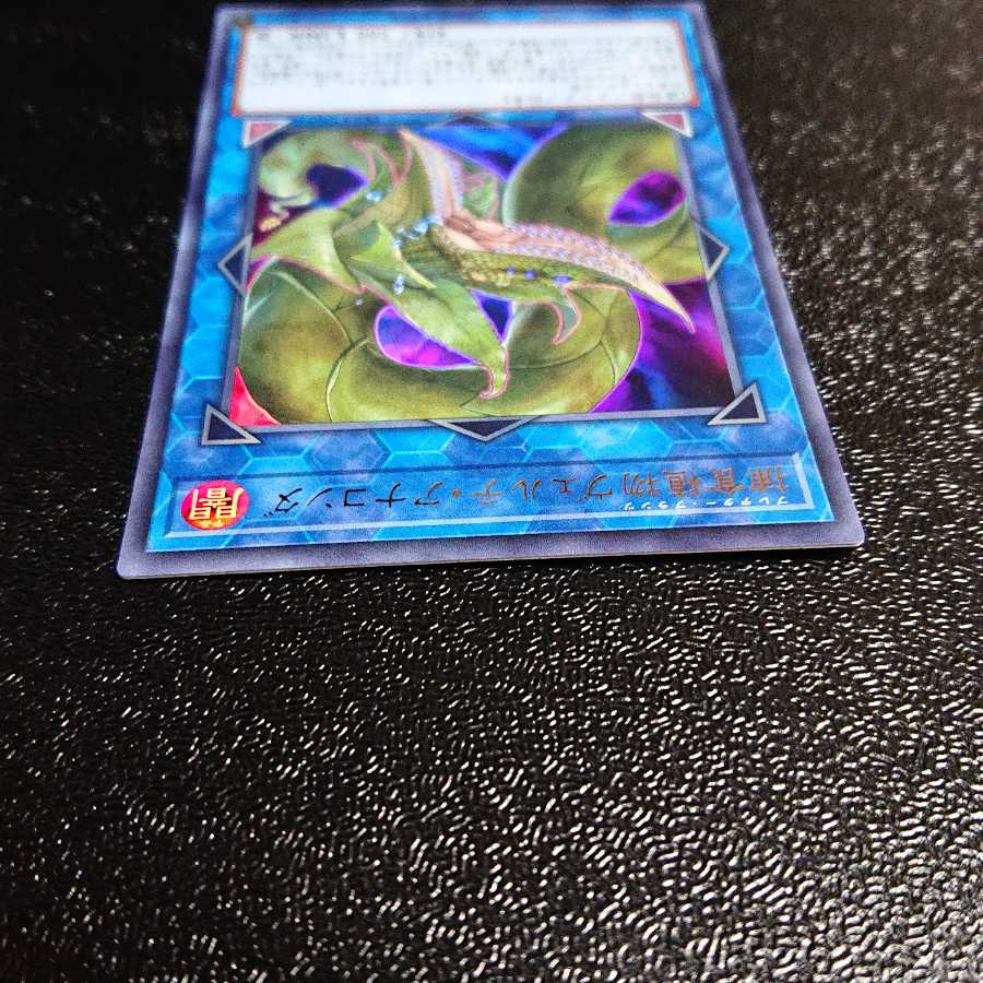 捕食植物ヴェルテ・アナコンダ ウルトラレア