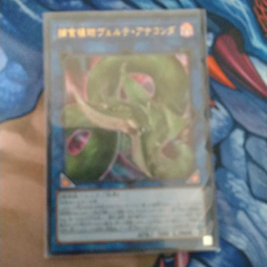 捕食植物ヴェルテ・アナコンダ ウルトラレア