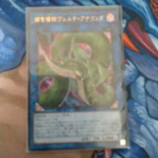 捕食植物ヴェルテ・アナコンダ ウルトラレア