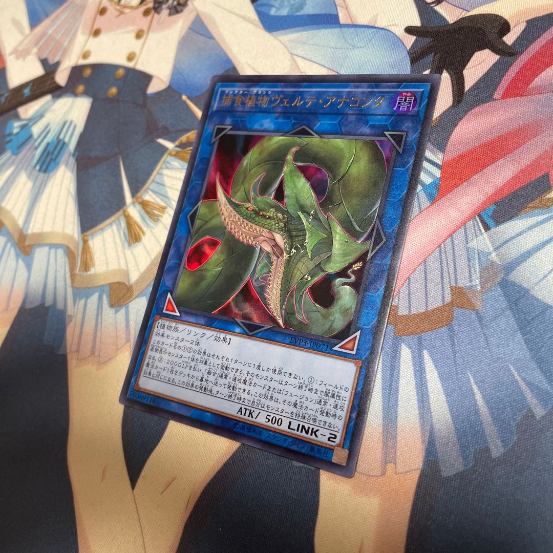 捕食植物ヴェルテ・アナコンダ ウルトラレア