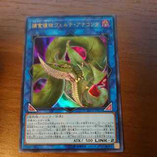 捕食植物ヴェルテ・アナコンダ ウルトラレア