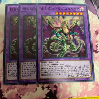 捕食植物ドラゴスタペリア