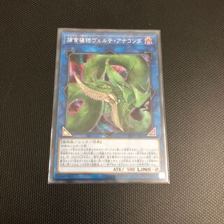 【即購入OK】捕食植物ヴェルテ・アナコンダ　シク