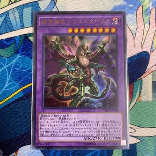 捕食植物ドラゴスタペリア ウルトラレア