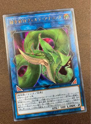 捕食植物ヴェルテ・アナコンダ ウルトラレア