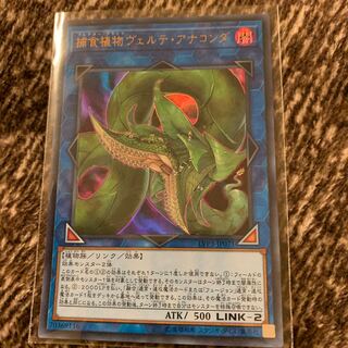 捕食植物ヴェルテ・アナコンダ ウルトラレア