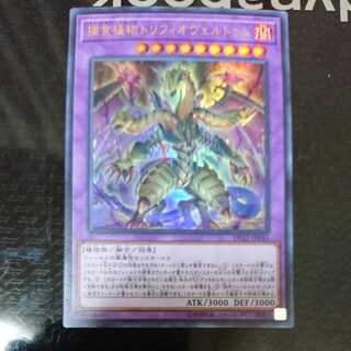 捕食植物トリフィオヴェルトゥム ウルトラレア