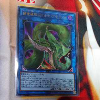 捕食植物ヴェルテ・アナコンダ ウルトラレア