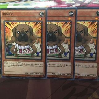 横綱犬 3枚