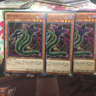 捕食植物ダーリングコブラ 3枚