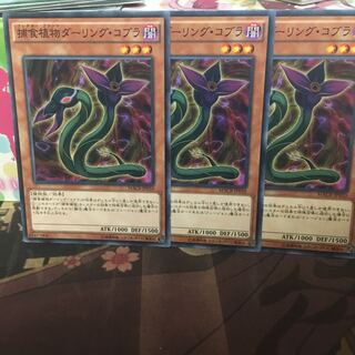 捕食植物ダーリング・コブラ 3枚