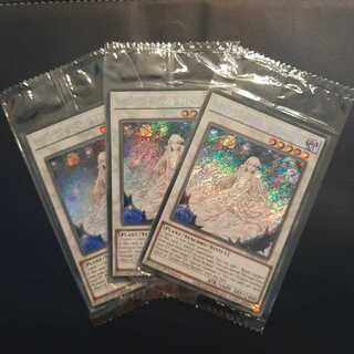 　Lowest Price Beautiful Unopened Garden Rose Rosa Den English